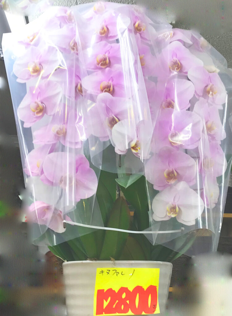 品川区戸越銀座商店街のお花とフルーツのお店フルーツ＆フラワーキムラ