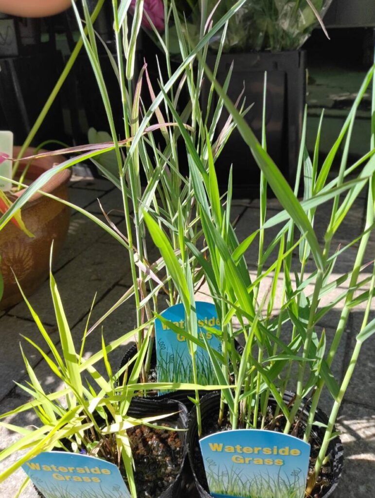 水生植物