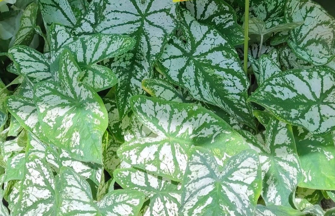 観葉植物の販売
